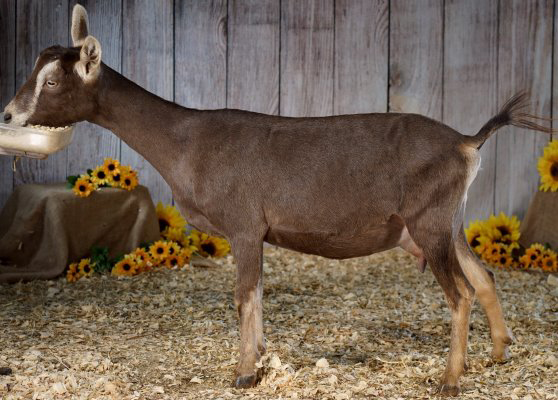 better wayz Swiss coco